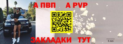 стафф Кингисепп